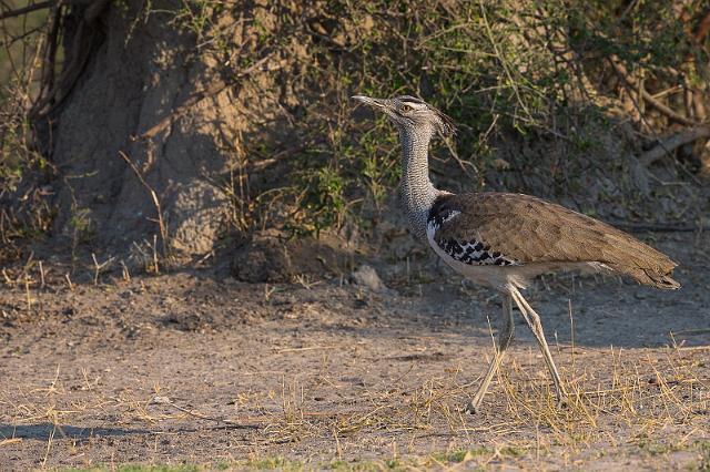 073 Botswana, Chobe NP, koritrap.jpg